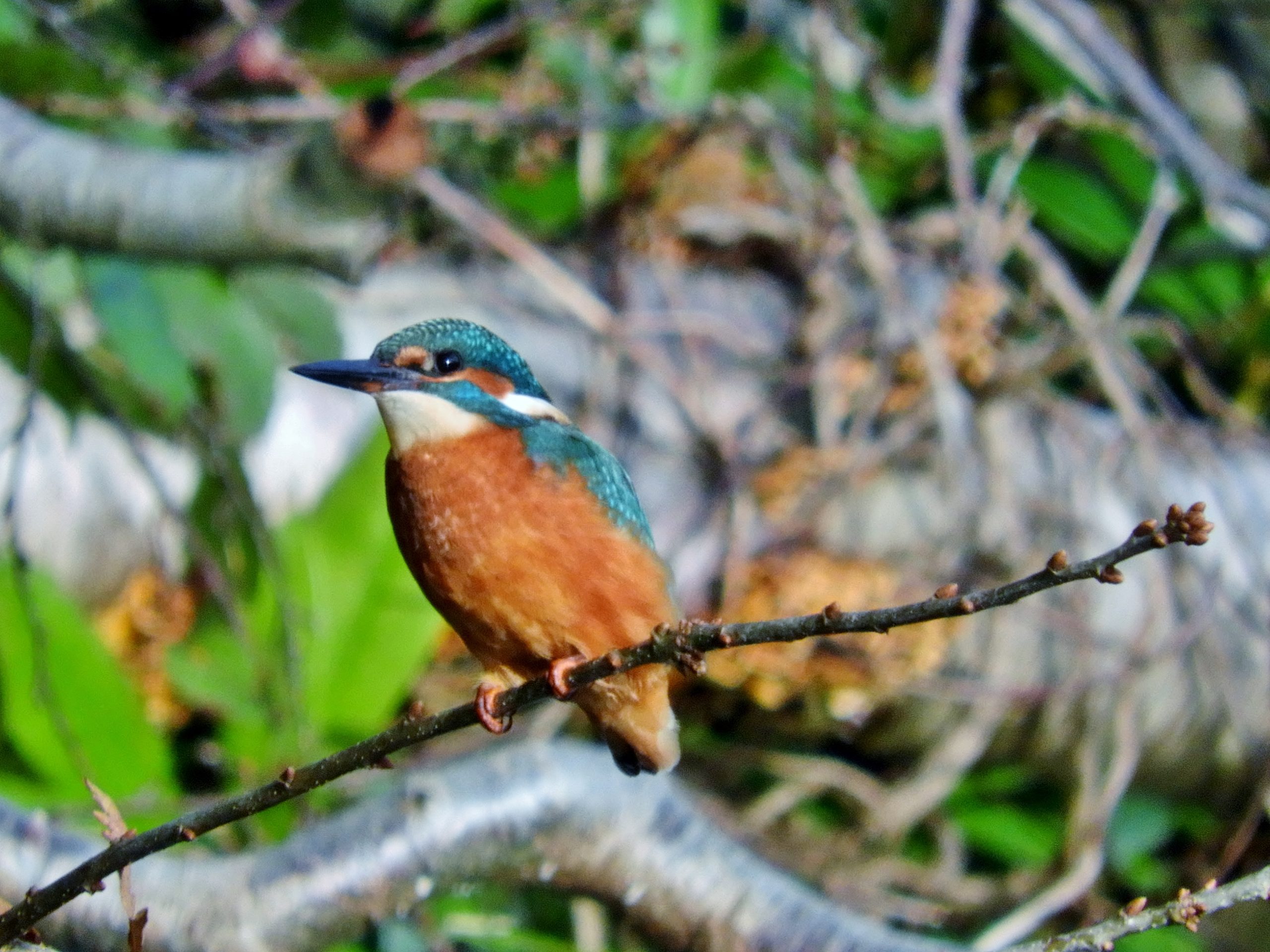 Kingfisher on canal (c) Barry Nicholls 2022